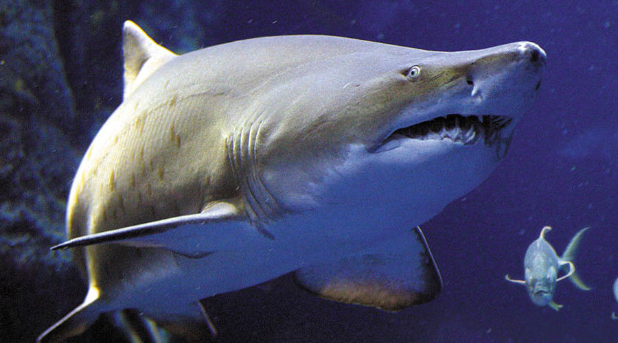 Sand shark - aquarium